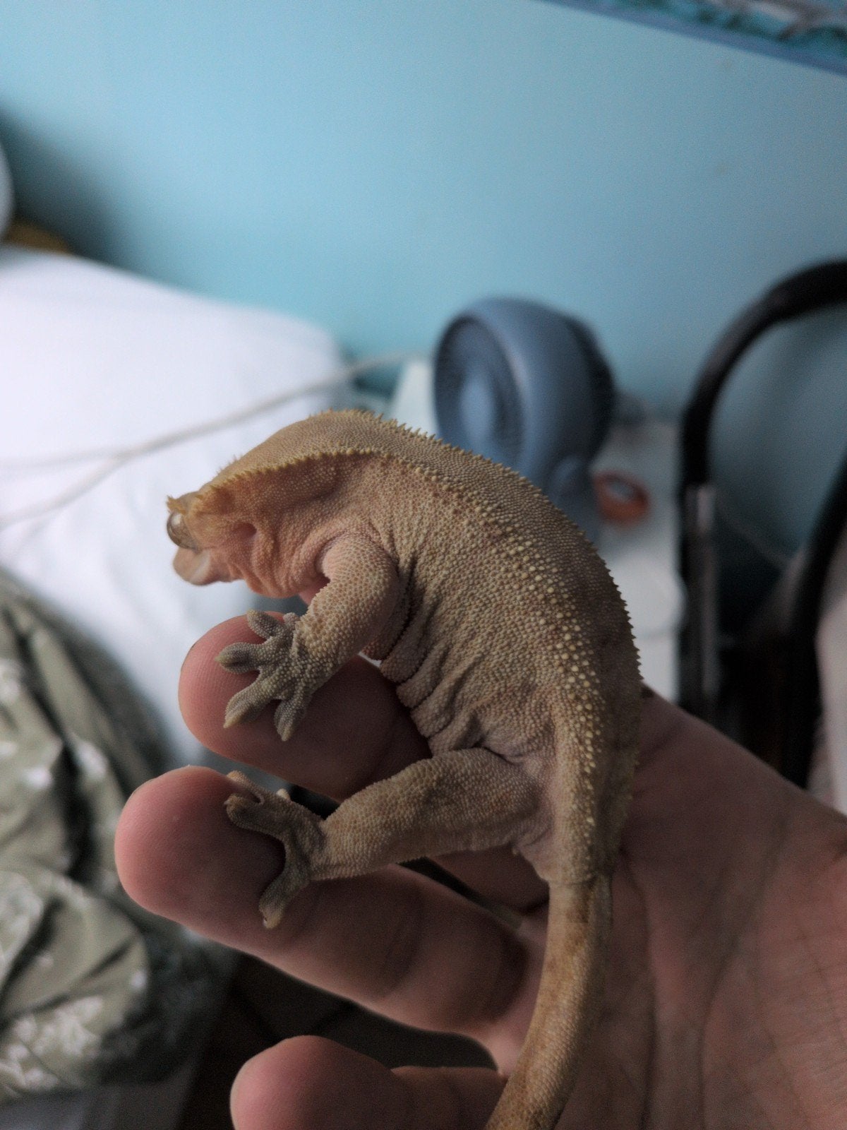 hand tamme wimpergekko en terarium, Hagedis, Tam, 0 tot 2 jaar