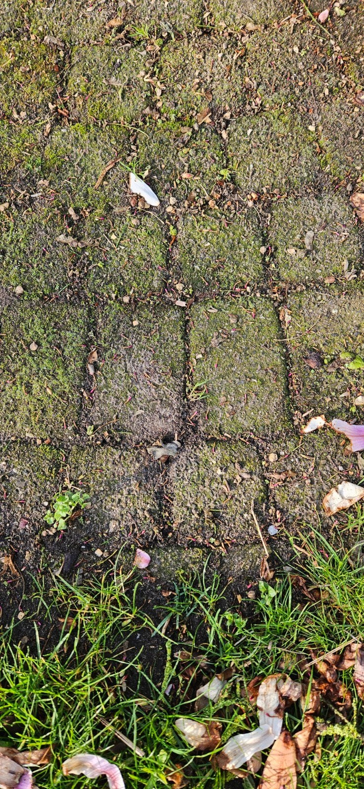 Betonstenen, rood bont. 14x14 cm, Ophalen, Gebruikt, Beton, Klinkers