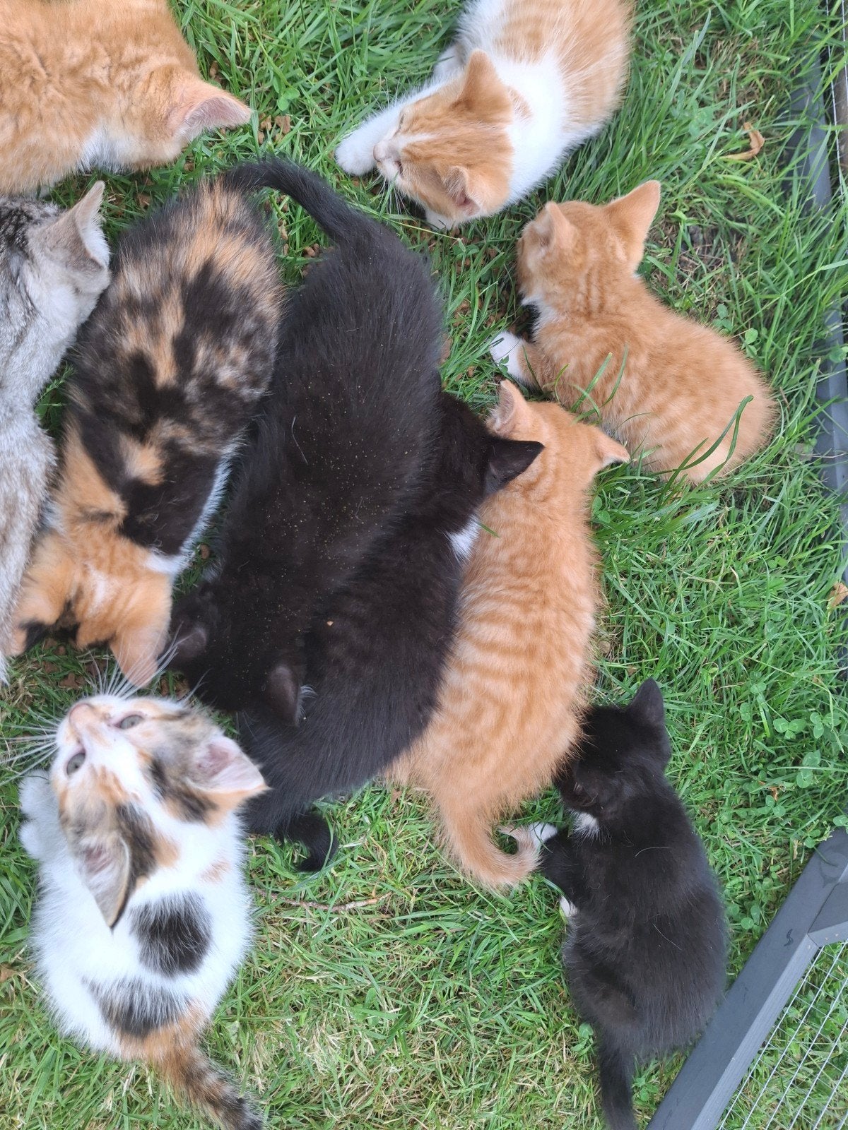 kittens, Meerdere dieren, 0 tot 2 jaar