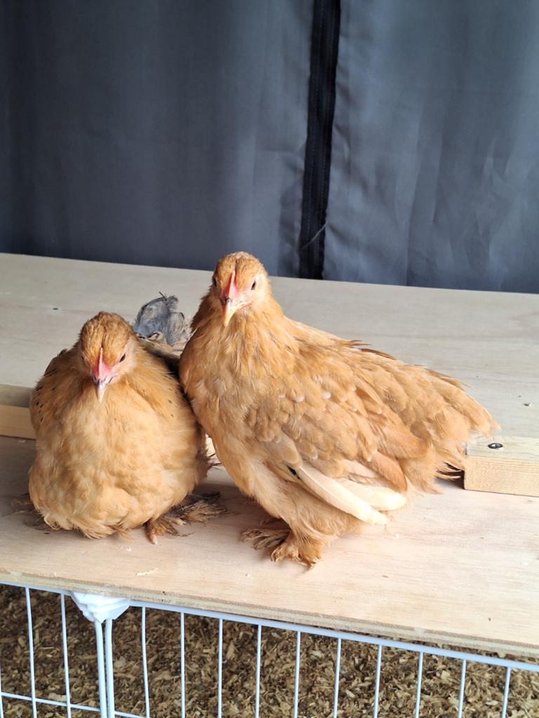 2 buff(patrijs) cochin hennetjes kriel van eind maart, Vrouwelijk, Kip