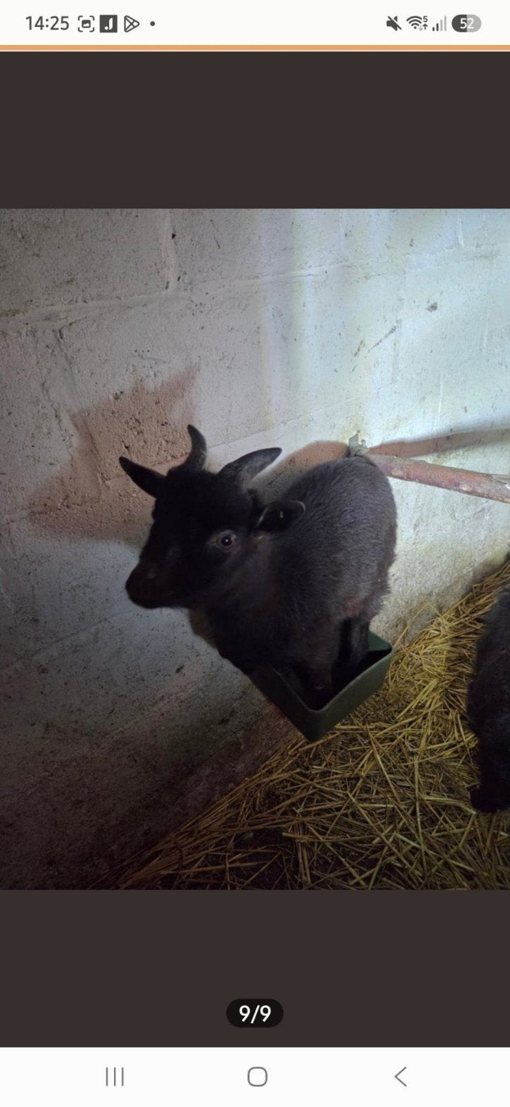 Twee supper lieve bokjes, Dieren en Toebehoren, Mannelijk, Geit
