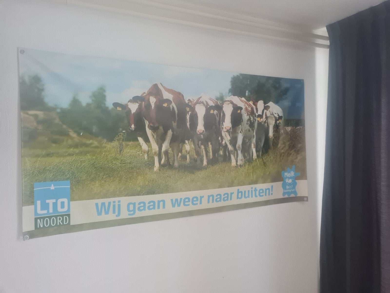 koeien poster, Verzamelen, Ophalen of Verzenden, Zo goed als nieuw, A1 t/m A3, Dier of Natuur