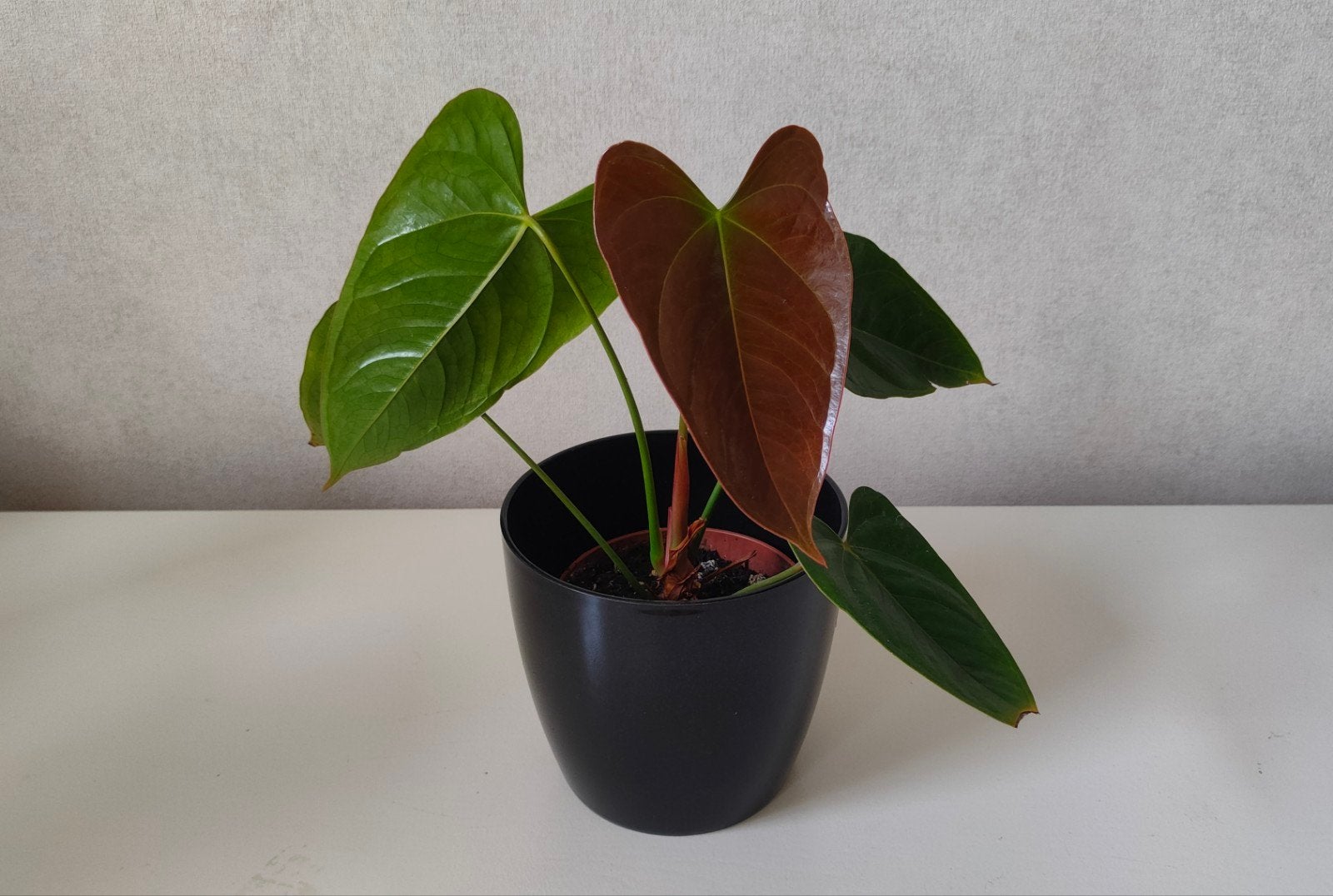 Luchtzuiverende Anthurium Flamingo plant 30 centimeter hoog, Ophalen, Overige soorten, Halfschaduw, In pot
