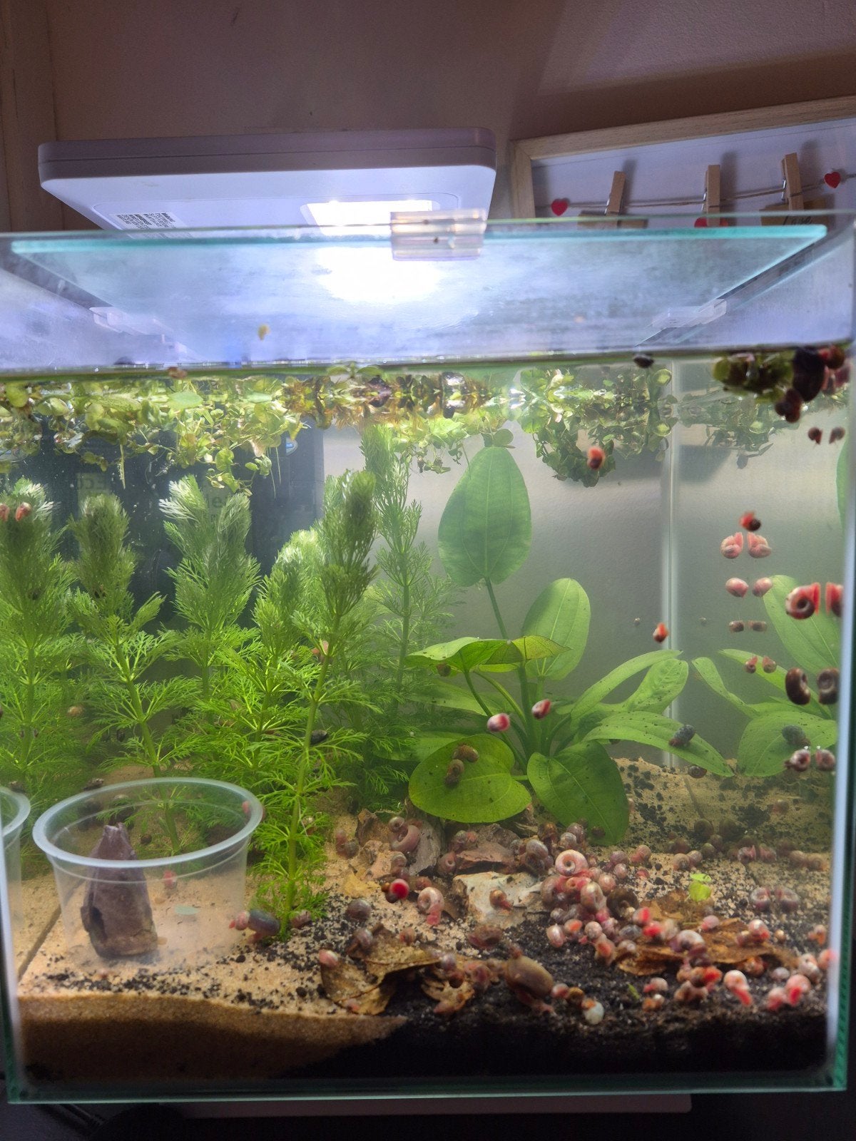 Superfish qubiq15, Dieren en Toebehoren, Ophalen, Gebruikt, Leeg aquarium, Inclusief deksel