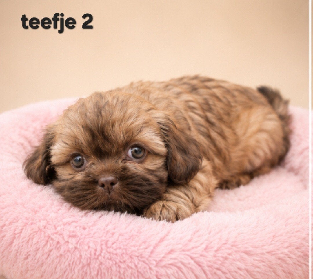 Mooie gezonde boomer pups. Maltezer maal shih tzu, Dieren en Toebehoren, Honden | Chihuahua's en Gezelschapshonden, Parvo, Overige rassen