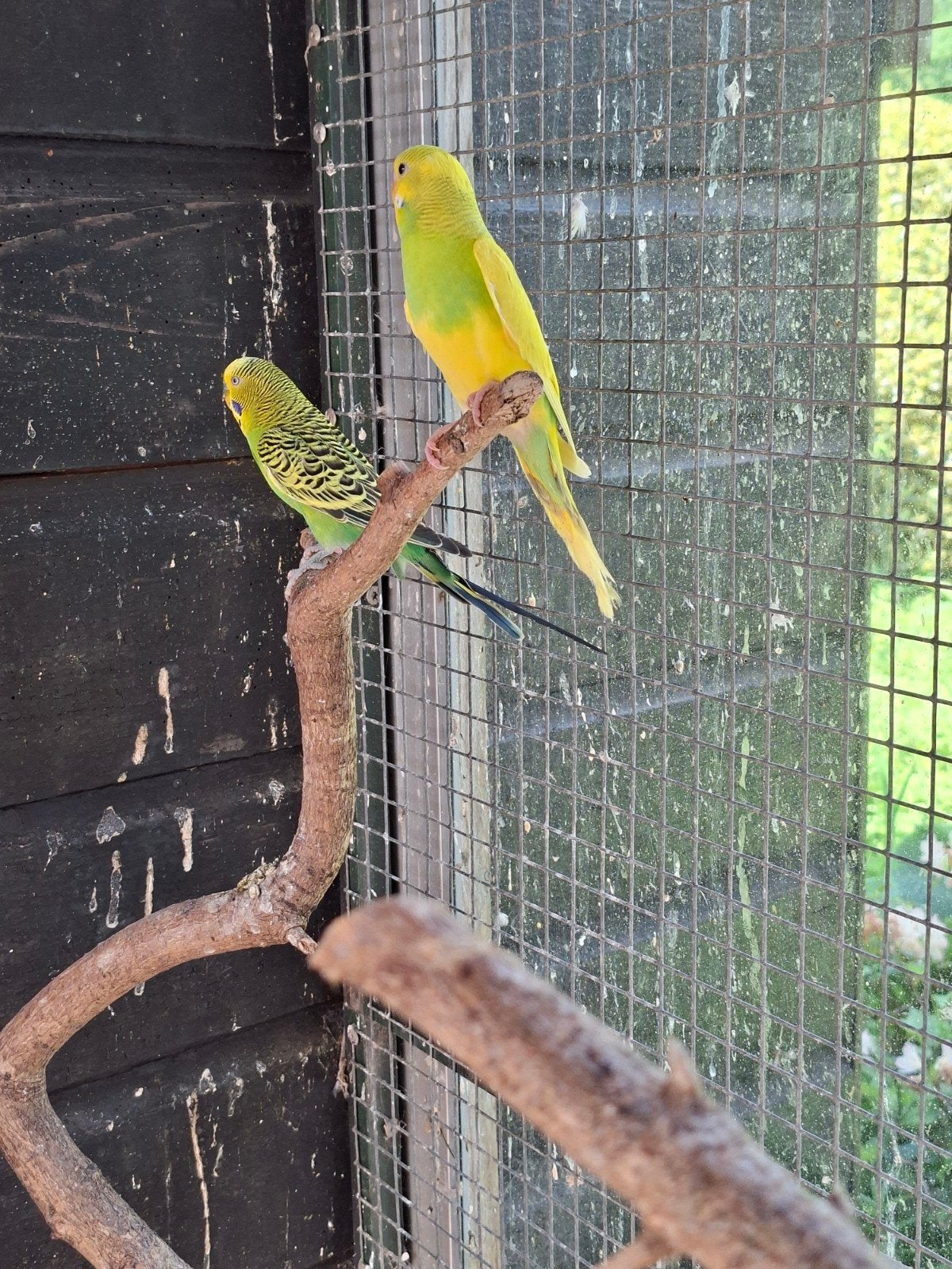 Grasparkieten te koop., Dieren en Toebehoren, Vogels | Parkieten en Papegaaien, Meerdere dieren, Parkiet