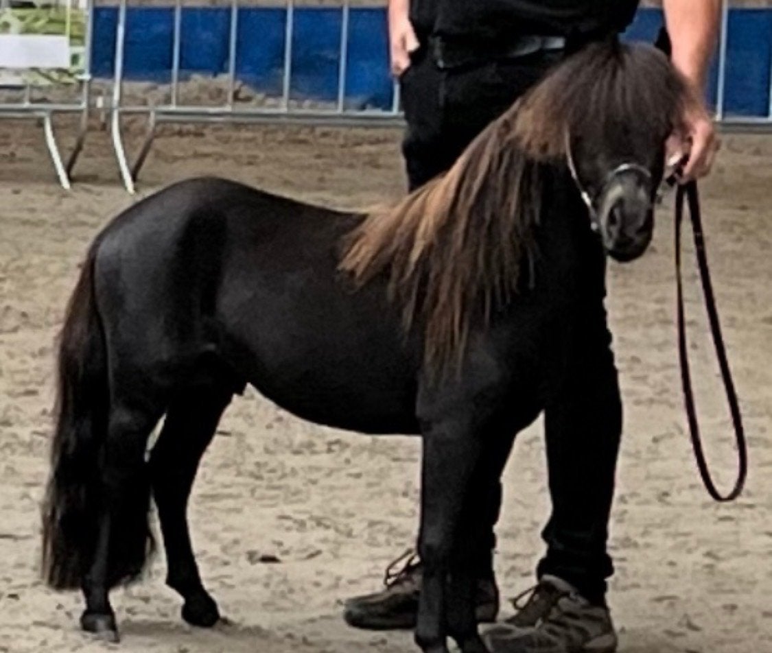 Goedgekeurde Falabella dekhengst 78 cm, Hengst