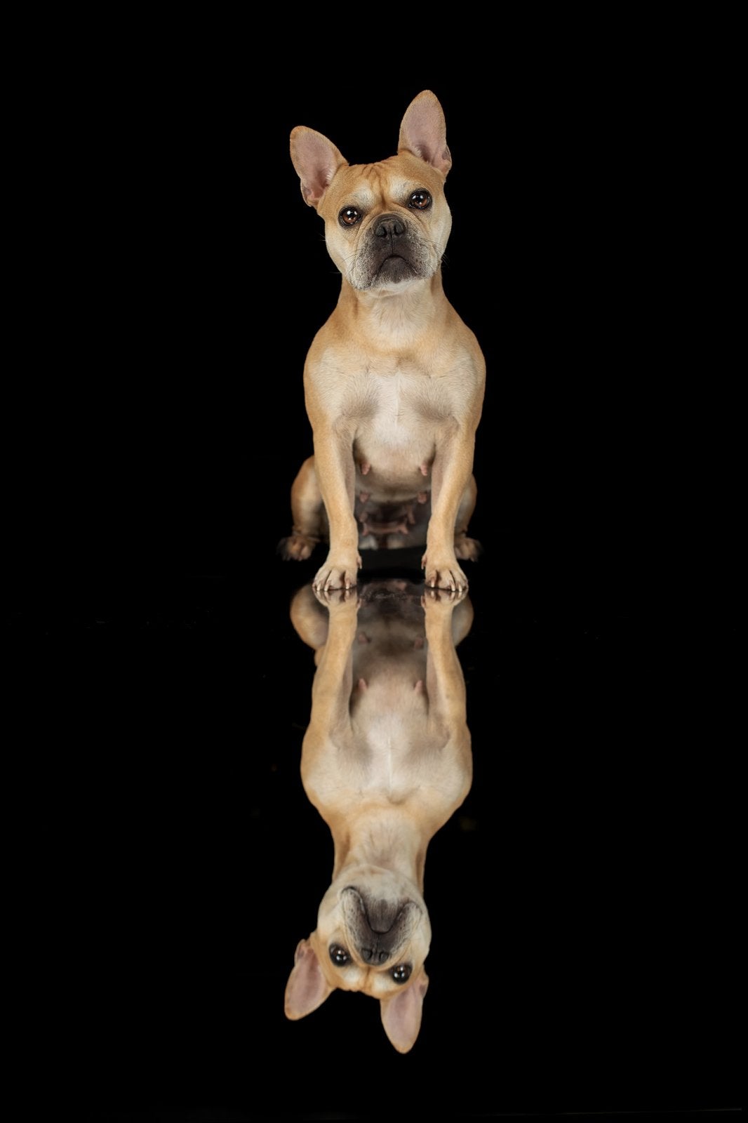 Lieve Franse Bulldog, Teef, Eén hond, Klein, 3 tot 5 jaar