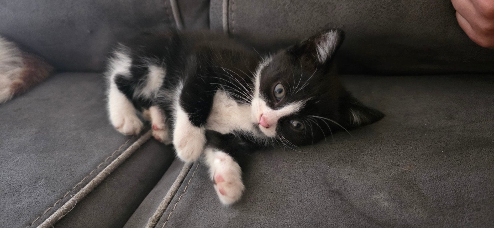 Mooie kittens mogen nestje verlaten., Dieren en Toebehoren, Meerdere dieren