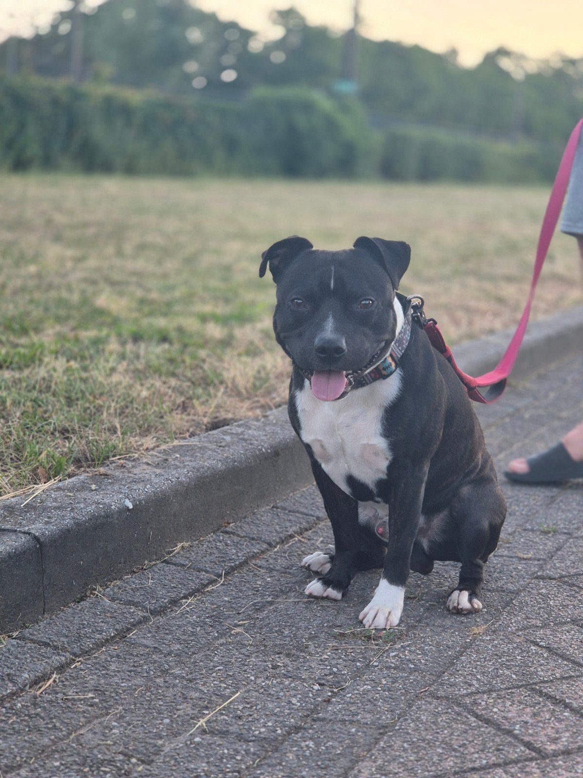 Dekreu stafford, Reu, 1 tot 2 jaar, Parvo, Eén hond