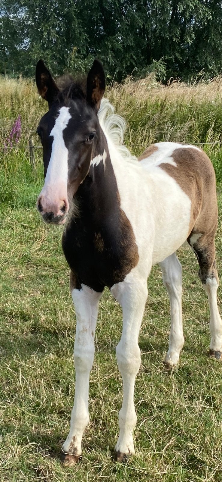 Super mooi zwart bont hengstveulen e pony, Dieren en Toebehoren, Niet van toepassing, 0 tot 2 jaar, Hengst, Gechipt