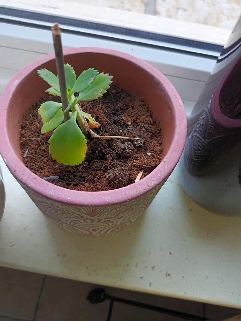 Moeder van Duizenden (Kalanchoe daigremontiana) Kamerplant, Huis en Inrichting, Kamerplanten, Ophalen of Verzenden