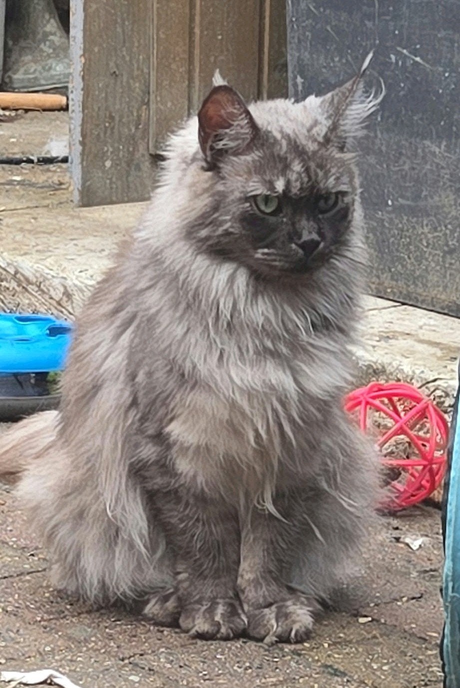 maine coon poes met stamboom, Dieren en Toebehoren, Poes, Met stamboom, 3 tot 5 jaar