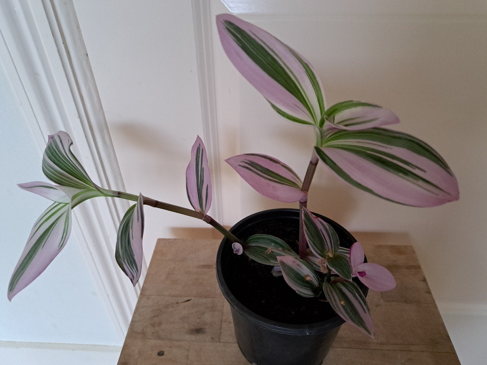 mooie hangplant, Ophalen, Halfschaduw, Minder dan 100 cm