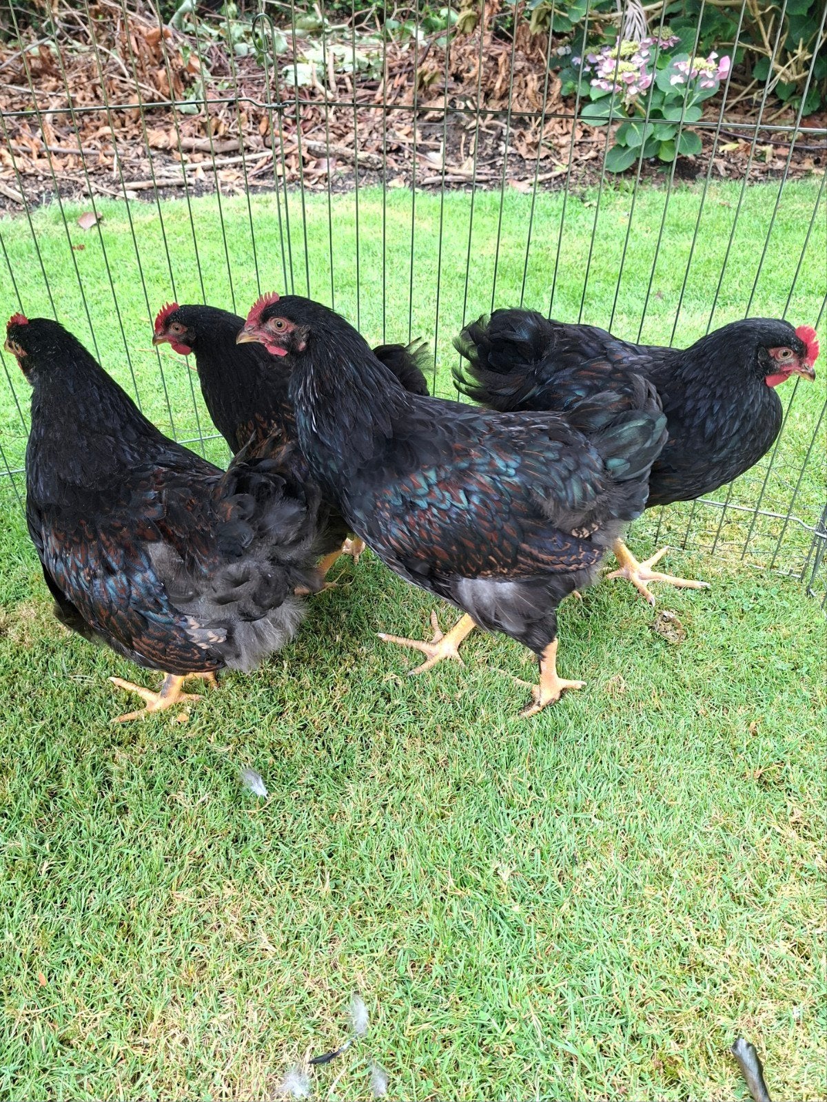 10 jonge Barnevelder haantjes., Dieren en Toebehoren, Pluimvee, Mannelijk, Kip