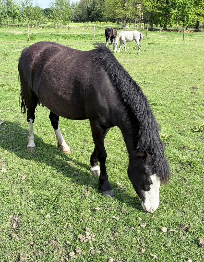 Welsh A merrie, Dieren en Toebehoren, Pony's, Merrie, Met stamboom, 3 tot 6 jaar, B pony (1.17m tot 1.27m)