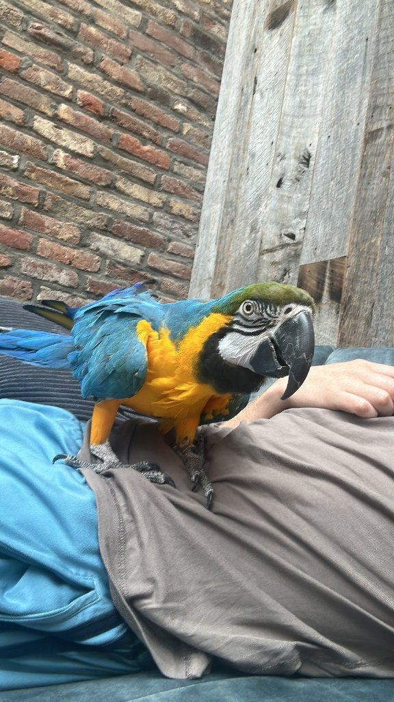 Blauwgele Ara pop te koop, Vrouwelijk, Papegaai, Pratend