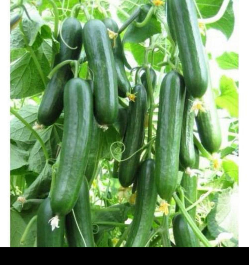 **Biologische** moestuin groente plantjes stekjes fide fidan, Ophalen, Volle zon, Groenteplanten, Eenjarig