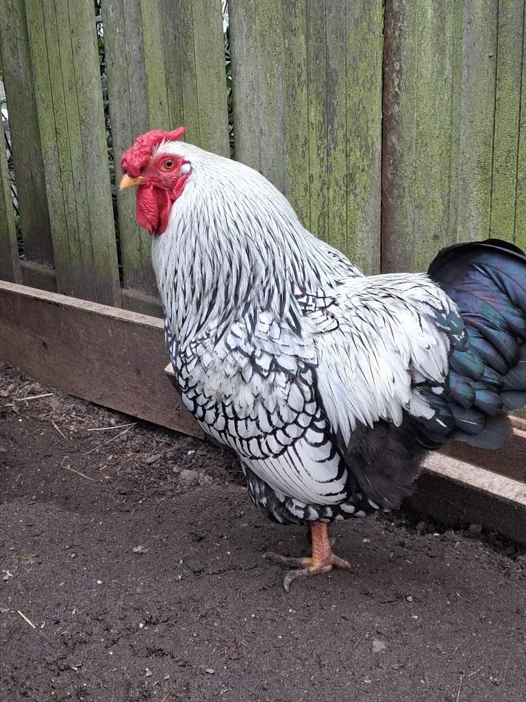 Wyandotte kriel haan, Dieren en Toebehoren, Pluimvee, Mannelijk, Kip