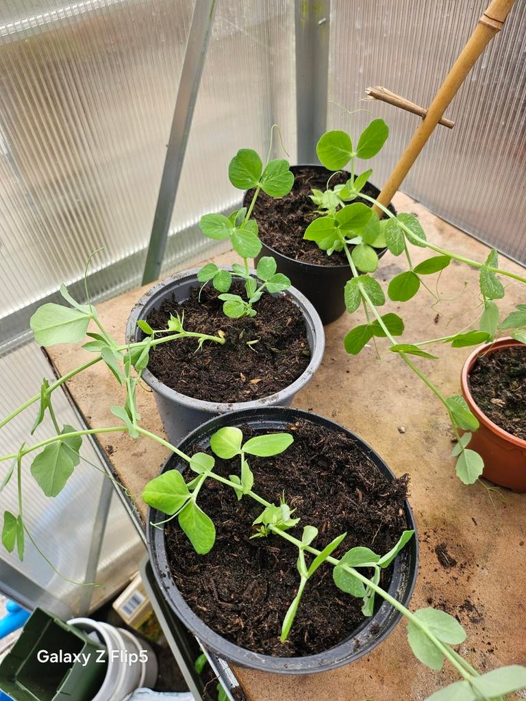 Stekjes van: tomaat, paprika, sugarsnaps, zonnebloem, Tuin en Terras, Planten | Tuinplanten, Ophalen, Volle zon, Groenteplanten