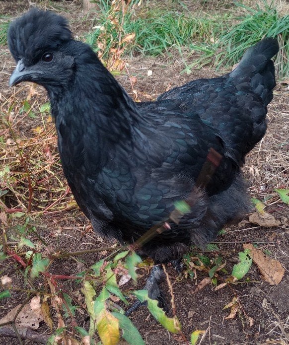 Jonge Ayam Cemani x Zijdehoen hen, Dieren en Toebehoren, Vrouwelijk, Kip