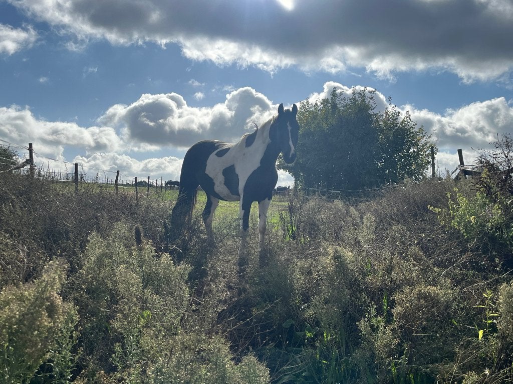 Weide voor paarden te huur gezocht, Weidegang, 2 of 3 paarden of pony's