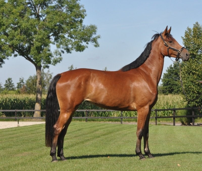 3 jarige merrie V.LLoyd, Dieren en Toebehoren, Paarden, Merrie, Met stamboom, Dressuurpaard, Onbeleerd