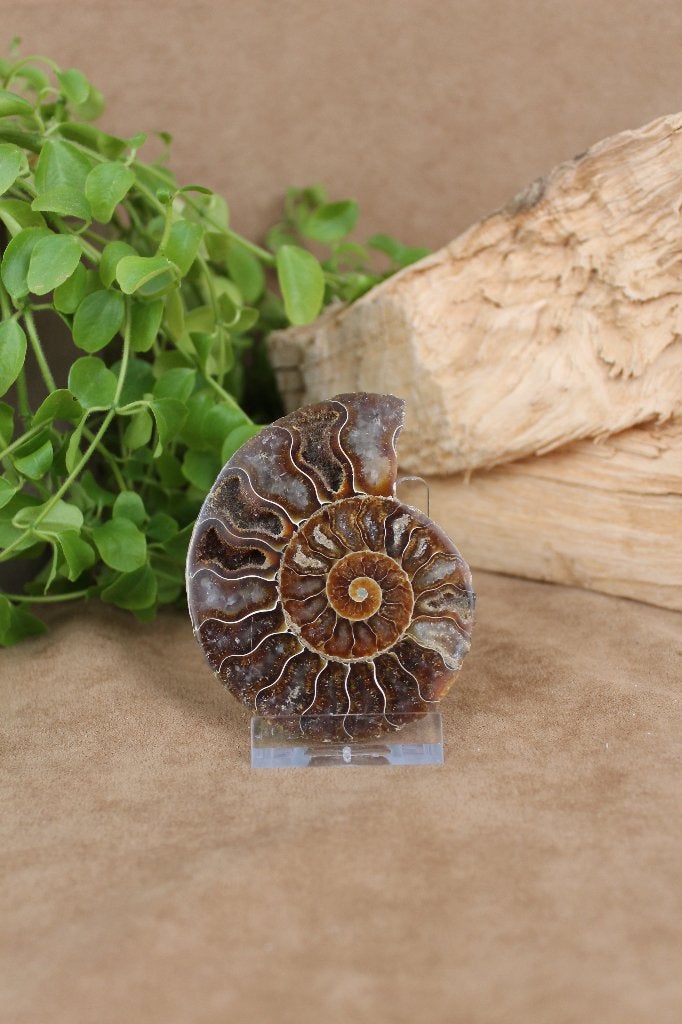 Ammoniet, Verzamelen, Mineralen en Fossielen, Ophalen of Verzenden, Fossiel