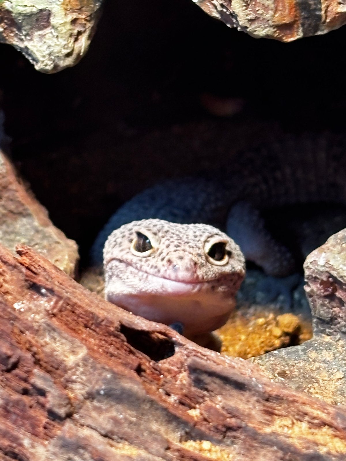 Lieve luipaard gekko’s Leopard Gecko - male for sale from Ricardo