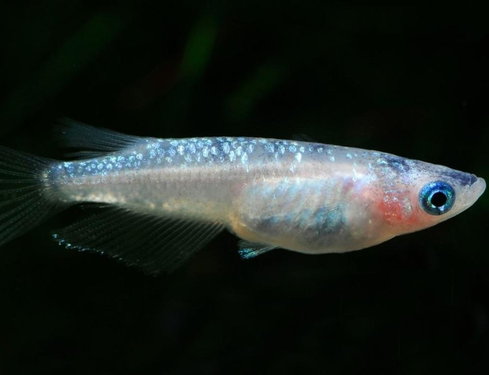 Medaka - Japanse Rijstvis - Blue Lamé, Dieren en Toebehoren, Vis