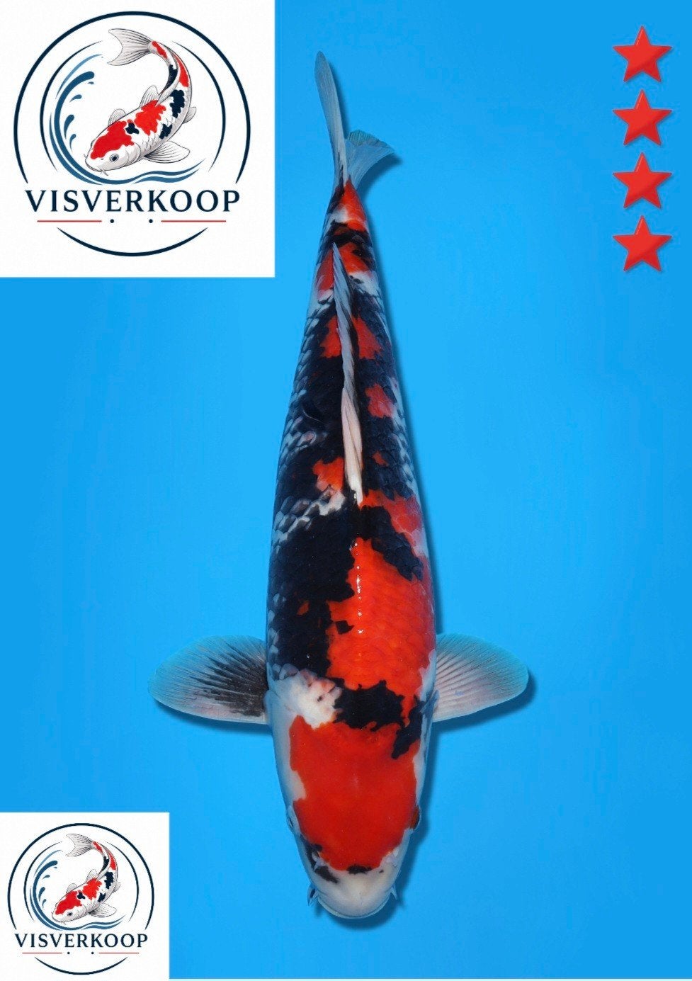 Koi Showa., Dieren en Toebehoren, Karper of Koi