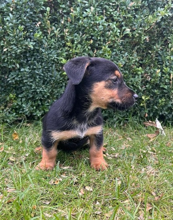 Foto 5 van Super mooie jack russel jackrussell pups