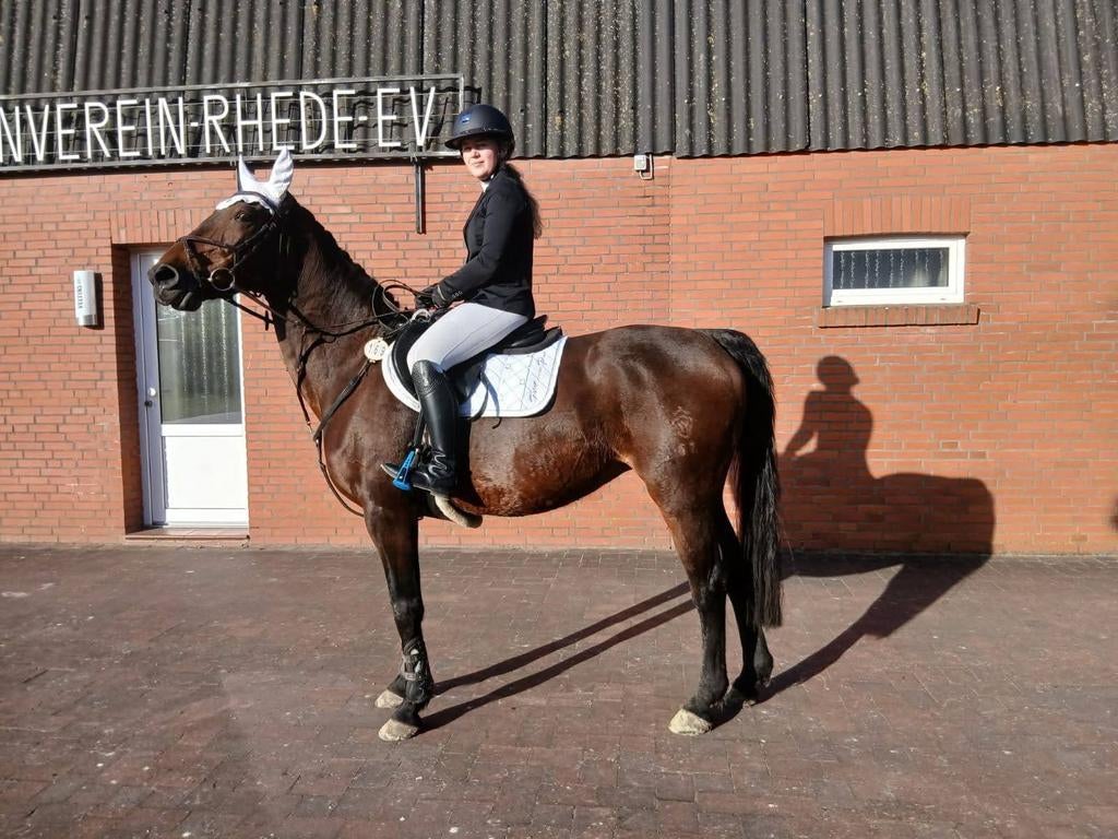 westfalen merrie / c pony/ jaarling welsh te koop, Dieren en Toebehoren, Merrie, ZZ, Gechipt, 160 tot 165 cm