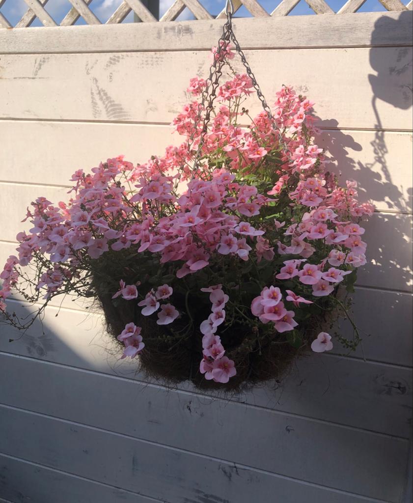 5 hanging baskets., Tuin en Terras, Gebruikt, Balkon, Minder dan 60 cm, Rond