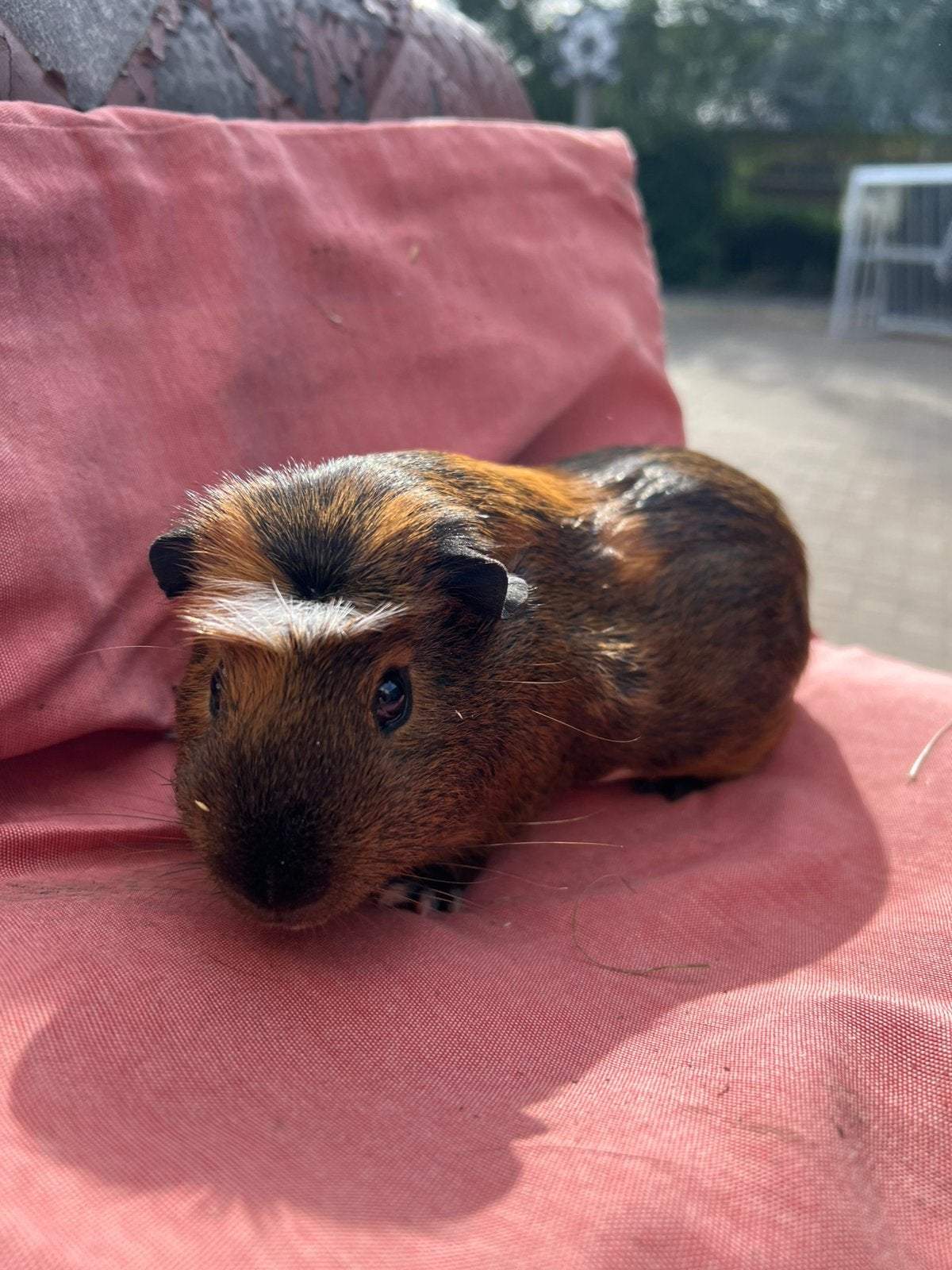 Amerikaans gekruind cavia mannetje, Dieren en Toebehoren, Cavia, Mannelijk, Mei, Tam