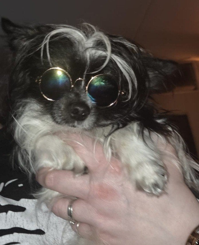 Ter dekking lieve chihuahua reu, Dieren en Toebehoren, Reu, 1 tot 2 jaar, Parvo, Eén hond