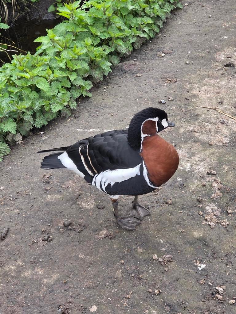 TK Roodhals gans mannelijk , gezocht vrouwelijk, Dieren en Toebehoren, Pluimvee, Mannelijk, Gans of Zwaan