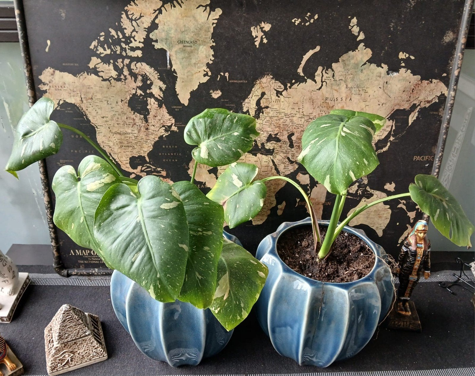 2 Monstera Thai Constellation in Pot, Huis en Inrichting, Kamerplanten, Overige soorten, In pot, Minder dan 100 cm, Groene kamerplant