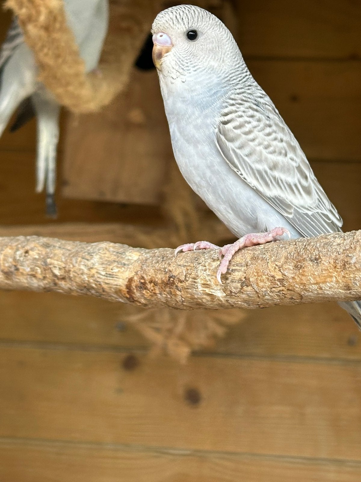 Hele mooie jonge hand tamme  grasparkieten, Dieren en Toebehoren, Meerdere dieren, Tam