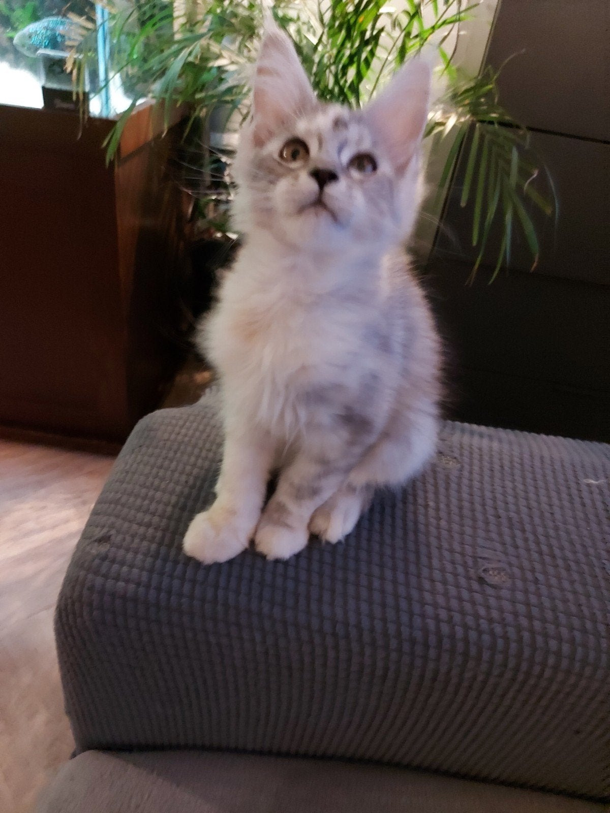 maine coon kittens (zusjes ), Dieren en Toebehoren, Meerdere dieren