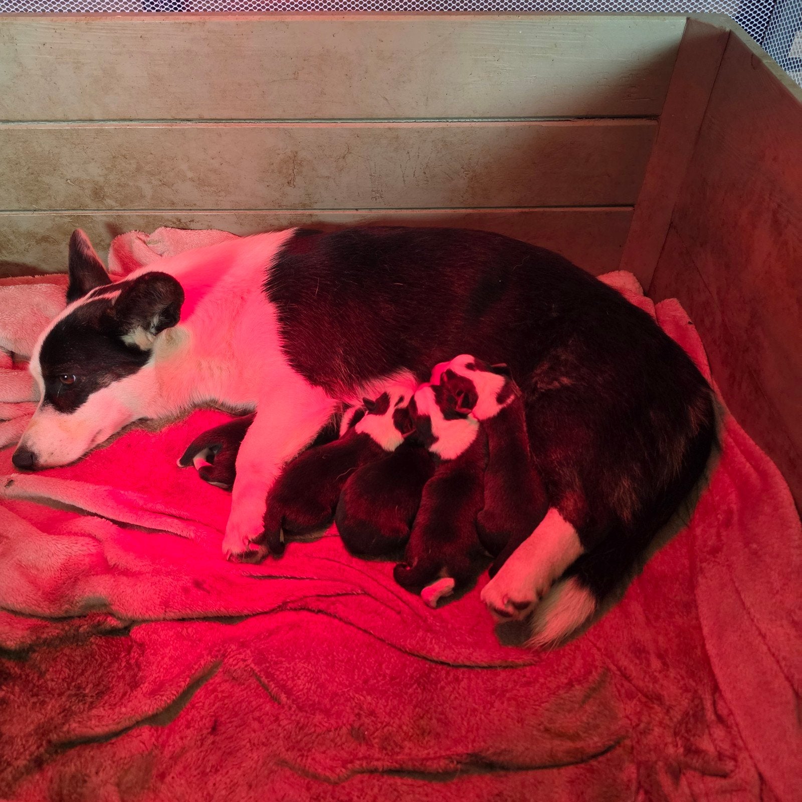 Welsh Corgi Cardigan pups, Parvo, Overige rassen, 8 tot 15 weken, Meerdere