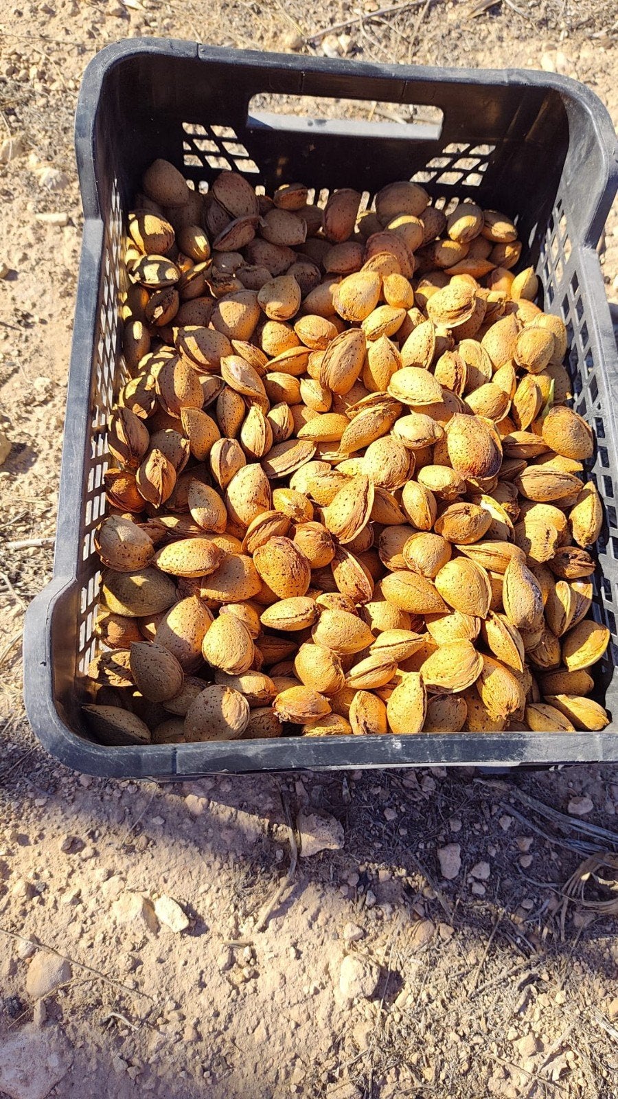 amandelen van eigen plantage, Ophalen of Verzenden