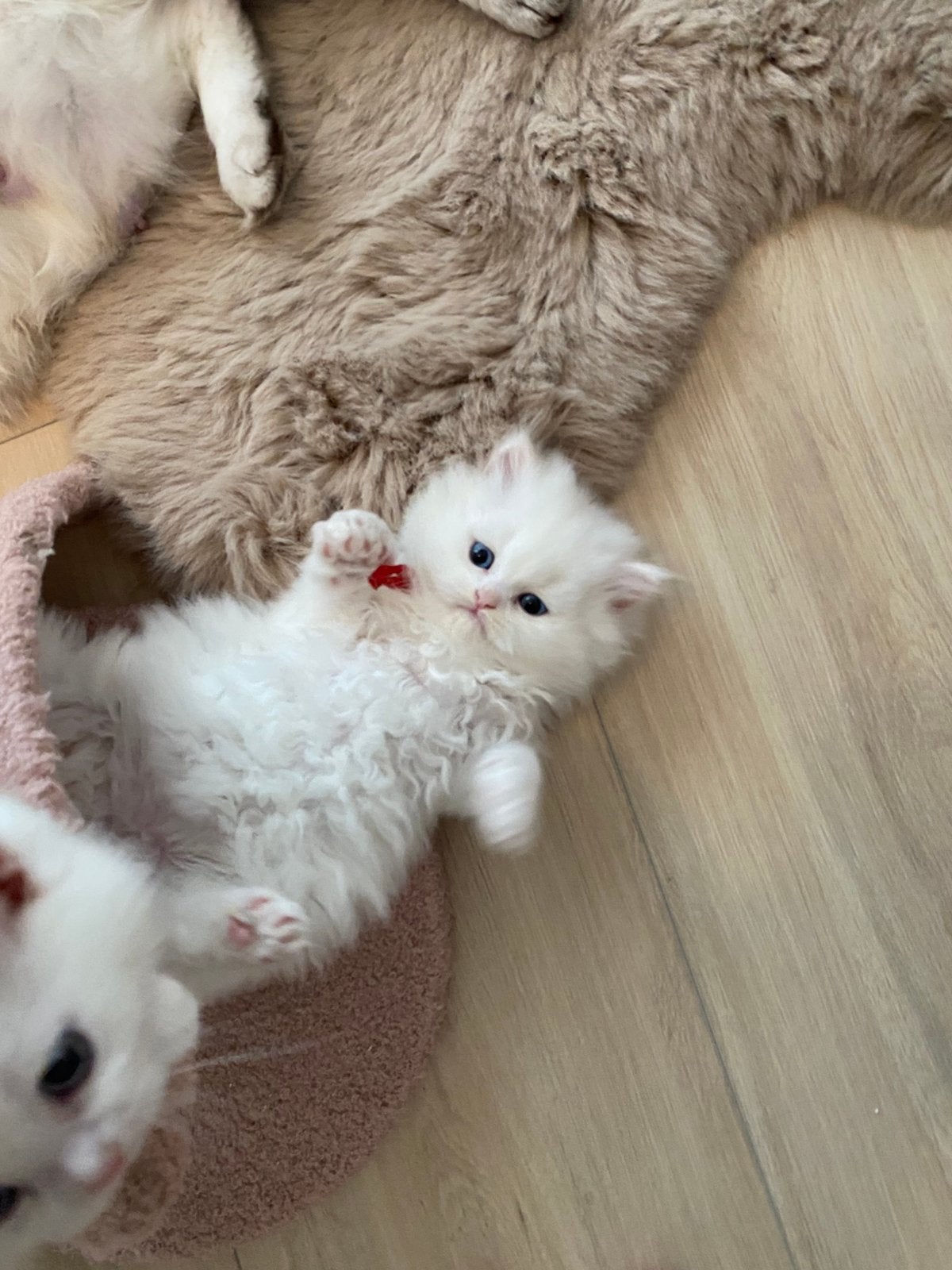 Britse korthaar kittens, Meerdere dieren