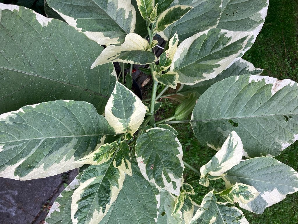 Geurende Roze Engelentrompet - Brugmansia (ca. 100 cm), Volle zon, Vaste plant, Zomer, Ophalen