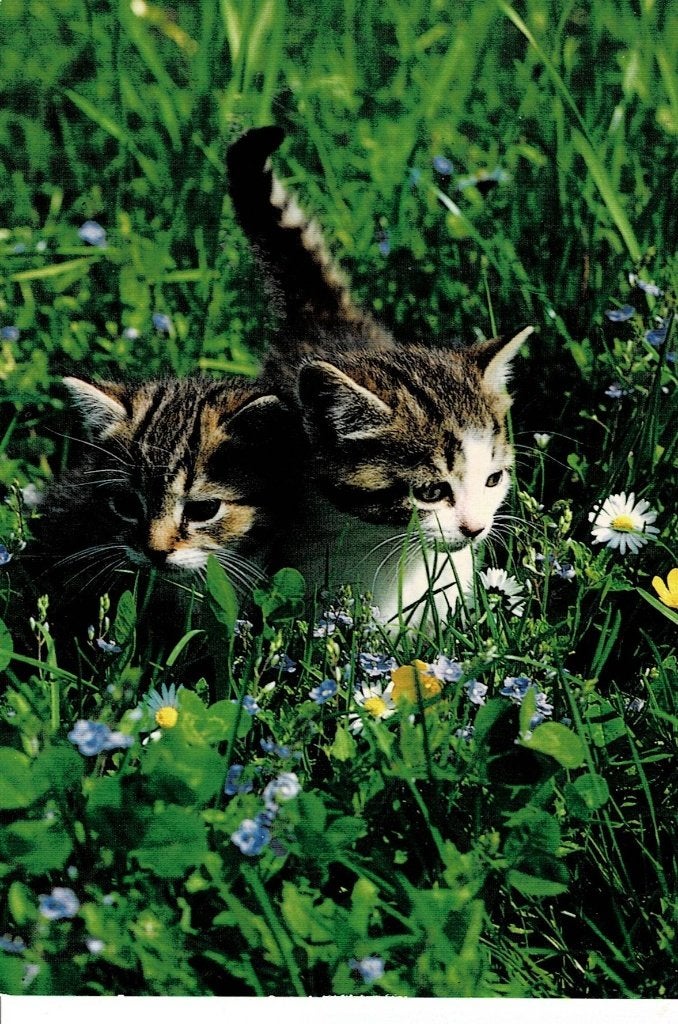 Poezen, Ophalen of Verzenden, 1960 tot 1980, Gelopen, Hond of Kat