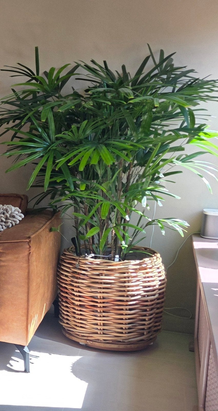 bamboo plant, 100 tot 150 cm, Overige soorten, In pot, Groene kamerplant