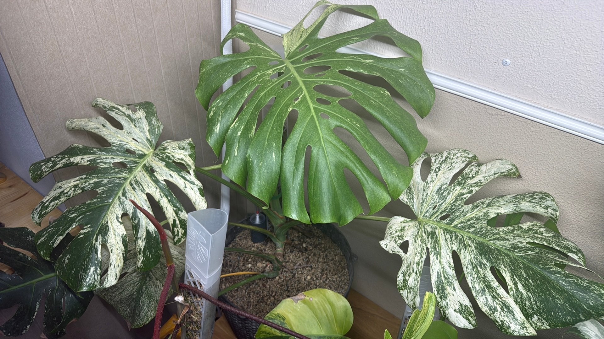 Monstera white monster, Ophalen, Halfschaduw, Minder dan 100 cm
