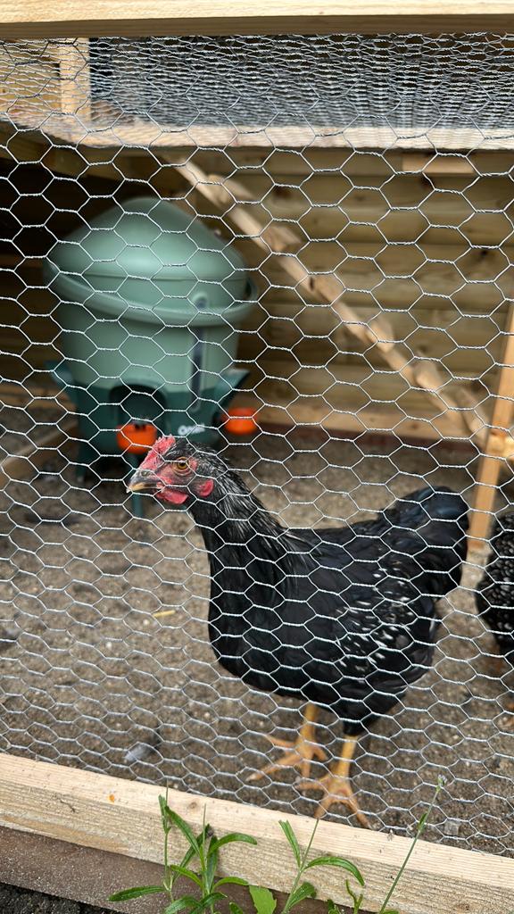 Barnevelder kriel haantje, Dieren en Toebehoren, Mannelijk, Kip