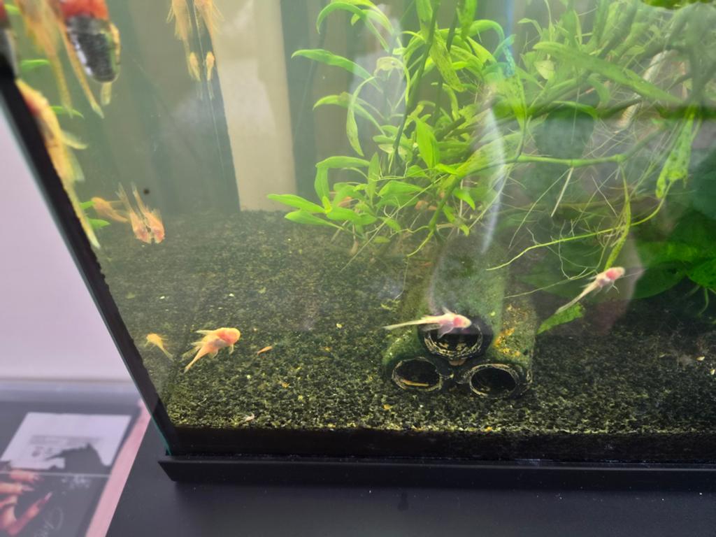 Jonge albino algeneters 12 voor 10 euro, Dieren en Toebehoren, Vissen | Aquariumvissen, Vis