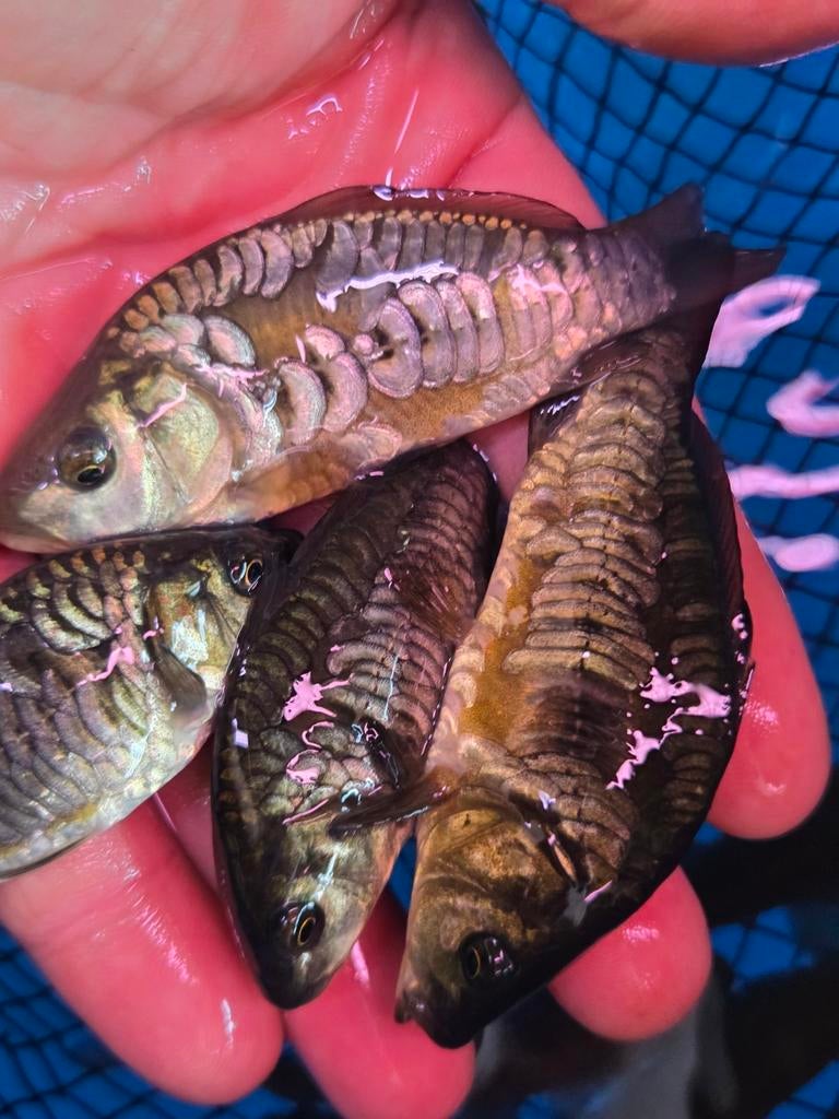 Prachtige Volschub Spiegelkarpers ca 21 - 25 cm / Koidreams, Karper of Koi